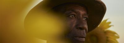 Mand, der står blandt solsikker